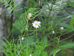 Erigeron hyssopifolius