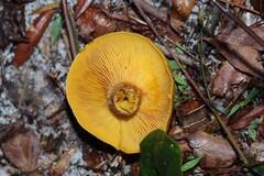 Omphalotus subilludens