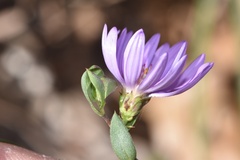 Symphyotrichum pratense
