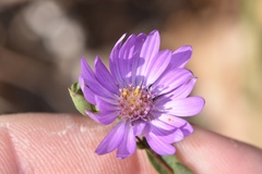 Symphyotrichum pratense