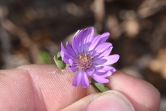 Symphyotrichum pratense