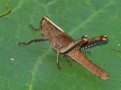 Schistocerca impleta