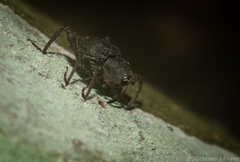 Onidistus araneus