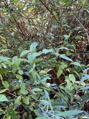 Lonicera involucrata