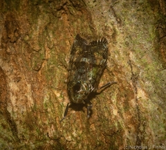 Dipsiathus pallidifrons