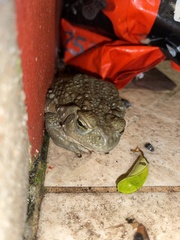 Rhinella arenarum