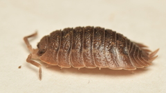 Porcellio dilatatus