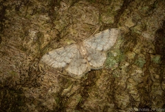 Idaea pilosata