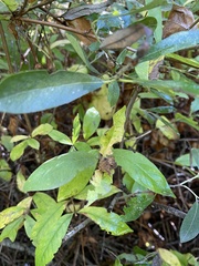 Lonicera involucrata