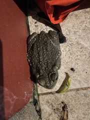 Rhinella arenarum