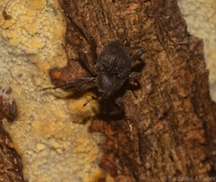 Onidistus araneus