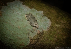 Barea limpida
