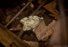 Barea nymphica