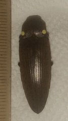 Pyrophorus