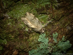 Barea limpida