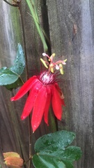 Passiflora miniata × vitifolia