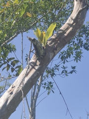 Niphidium crassifolium