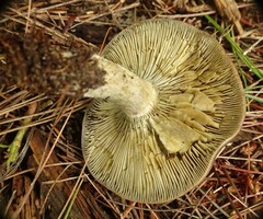 Lactarius chelidonium