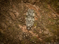 Barea nymphica