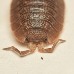 Porcellio dilatatus