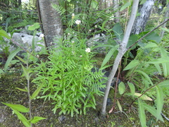 Erigeron hyssopifolius