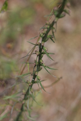 Liatris elegantula