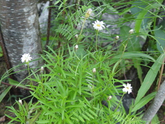 Erigeron hyssopifolius