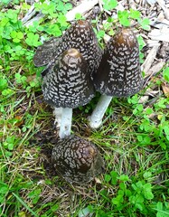 Coprinopsis picacea