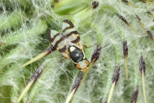 Urophora mauritanica