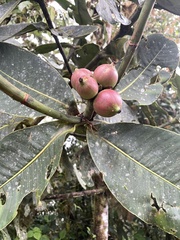 Clusiaceae