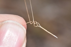 Aristida desmantha