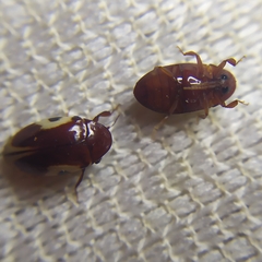 Chelonarium ornatum