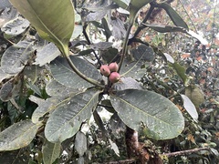 Clusiaceae