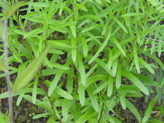 Erigeron hyssopifolius