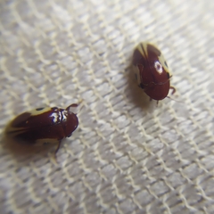 Chelonarium ornatum