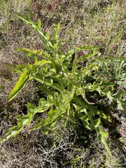 Sonchus hydrophilus