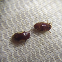 Chelonarium ornatum