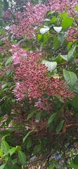 Medinilla magnifica