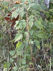 Rubus spectabilis