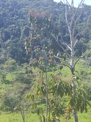 Heliocarpus americanus