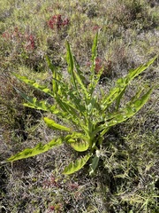 Sonchus hydrophilus