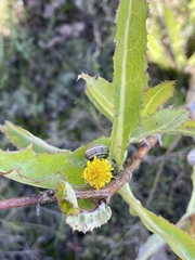 Sonchus hydrophilus
