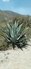 Agave