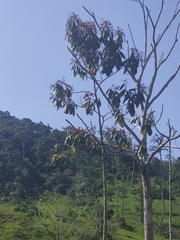 Heliocarpus americanus