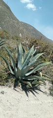 Agave
