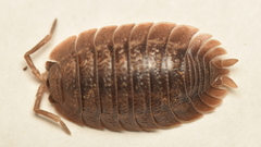 Porcellio dilatatus