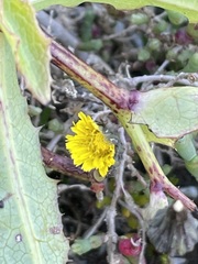 Sonchus hydrophilus