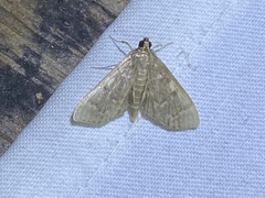 Herpetogramma aeglealis