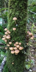 Kuehneromyces