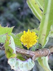 Sonchus hydrophilus